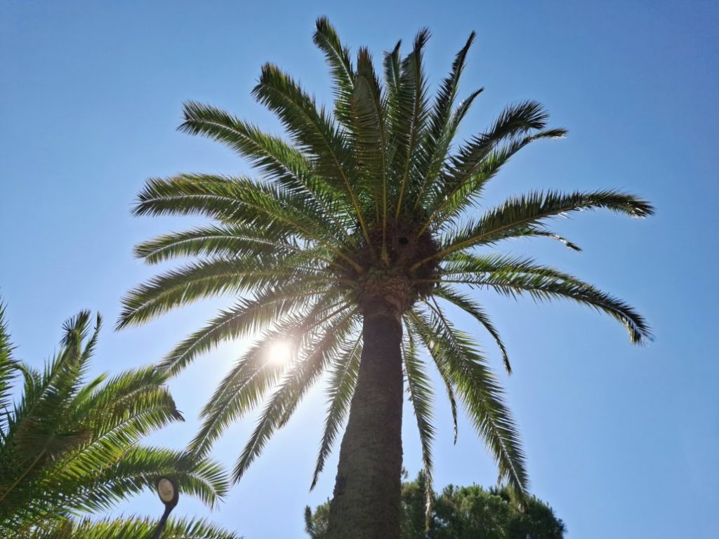 Palmen in Barcelona